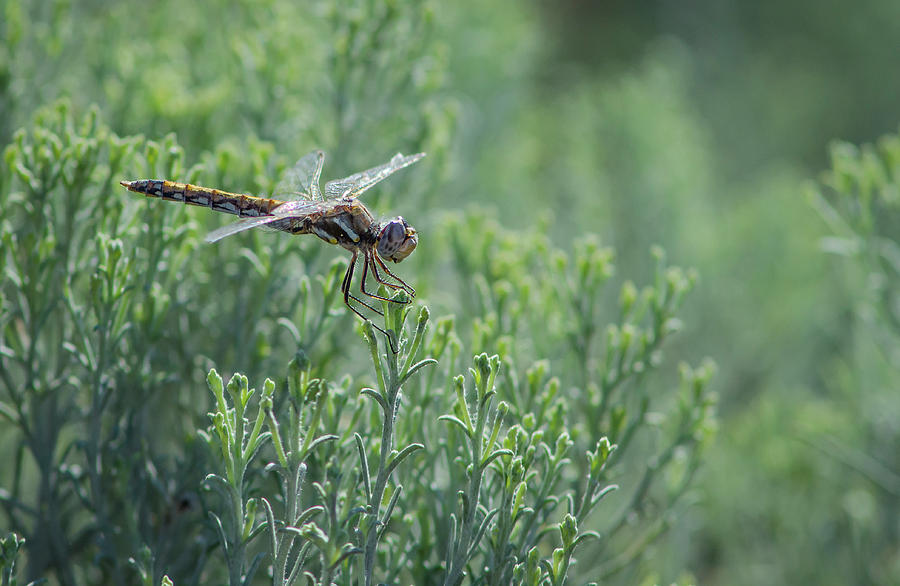 Dragonfly 5 Photograph by Rick Mosher
