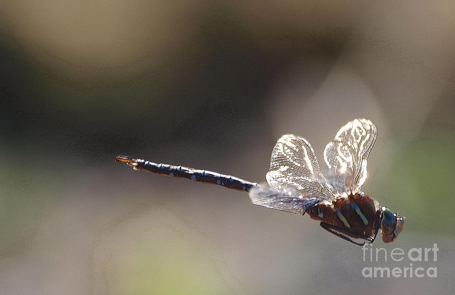 Dragonfly 5 Photograph by Vivian Martin