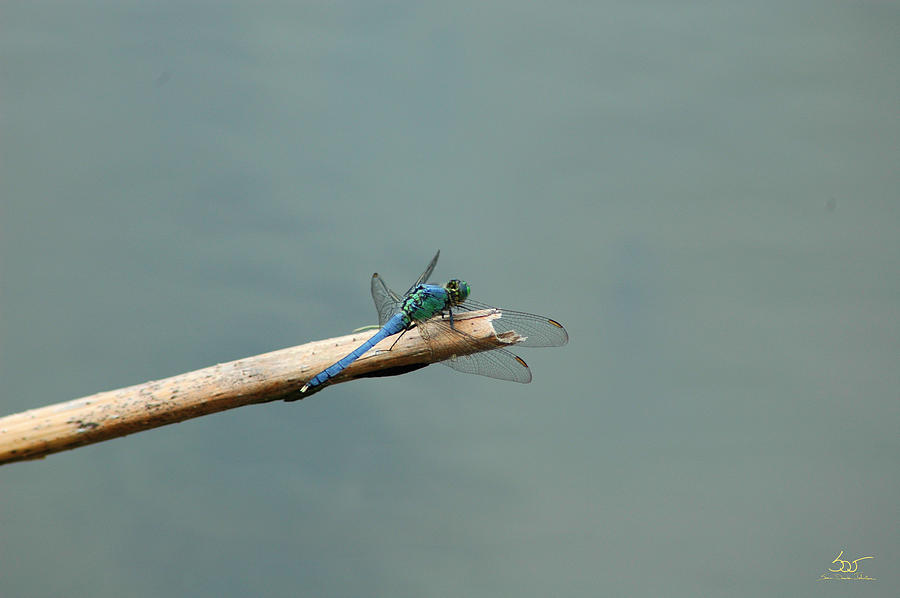 Dragonfly 6 Photograph by Sam Davis Johnson