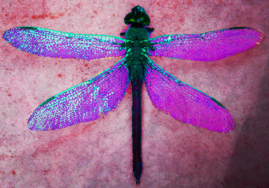 Dragonfly 6 Photograph by Timothy Bulone