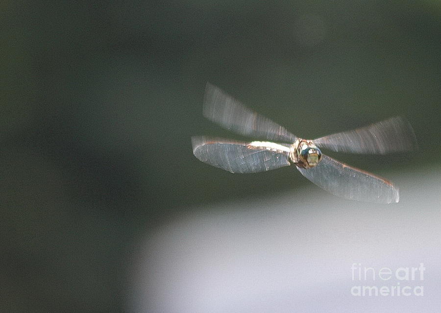Dragonfly 6 Photograph by Vivian Martin