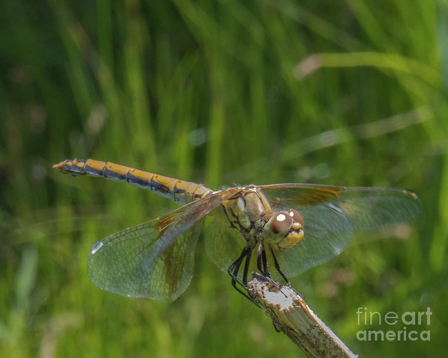 Dragonfly 7 Photograph by Christy Garavetto