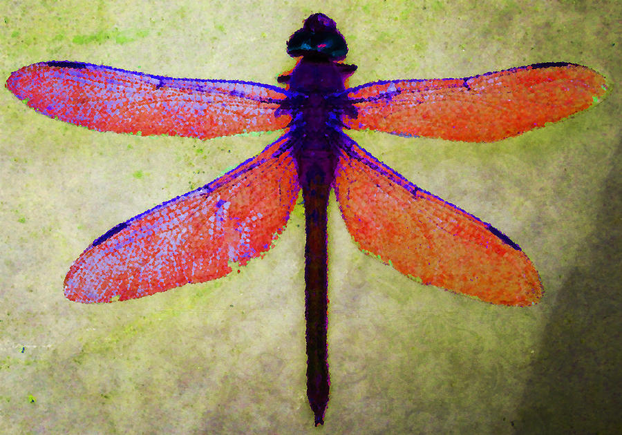 Dragonfly 7 Photograph by Timothy Bulone