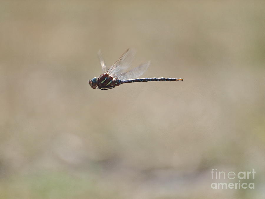Dragonfly 7 Photograph by Vivian Martin