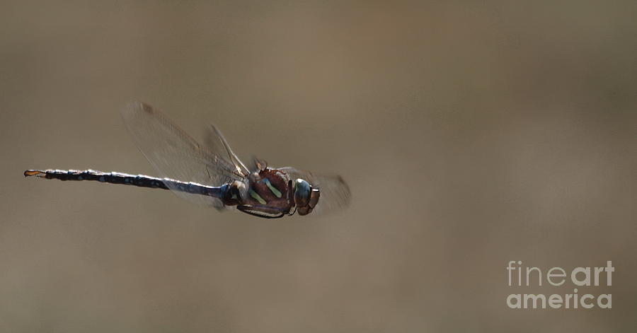 Dragonfly 8 Photograph by Vivian Martin