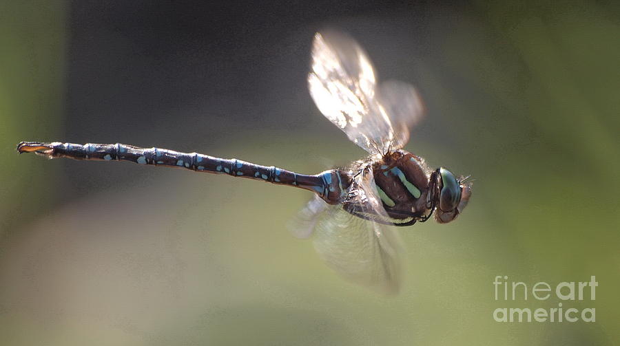 Dragonfly 9 Photograph by Vivian Martin