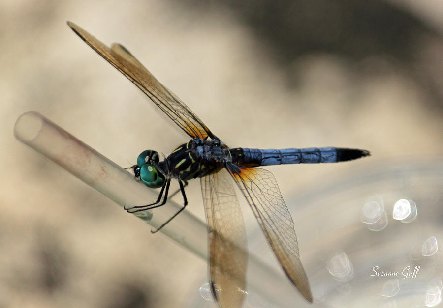 Dragonfly Abstract Photograph by Suzanne Gaff