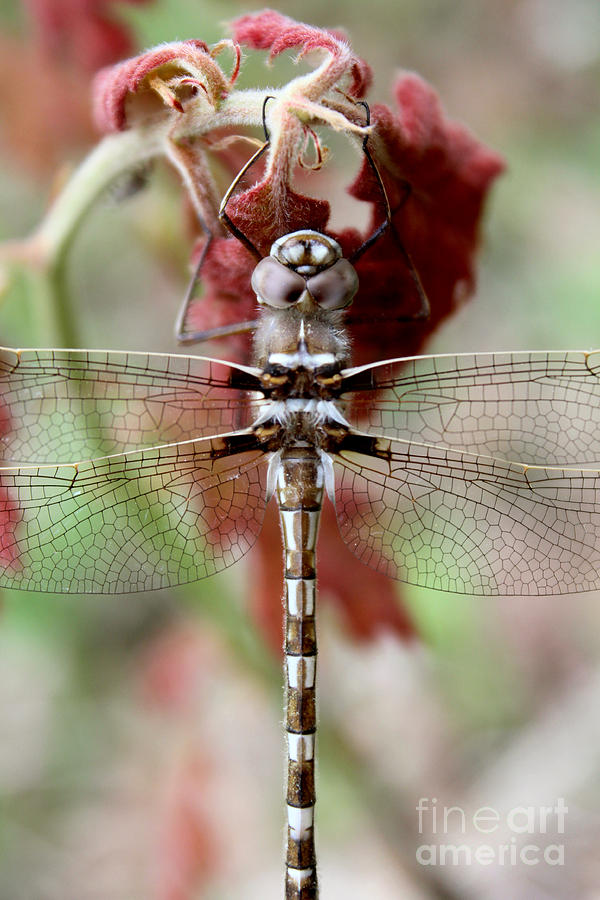Stream Cruiser Dragonfly  Photograph by Adam Long