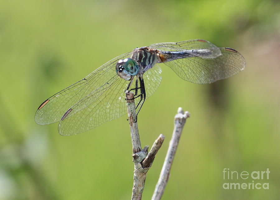 Dragonfly Against Green Backdrop Photograph by Carol Groenen