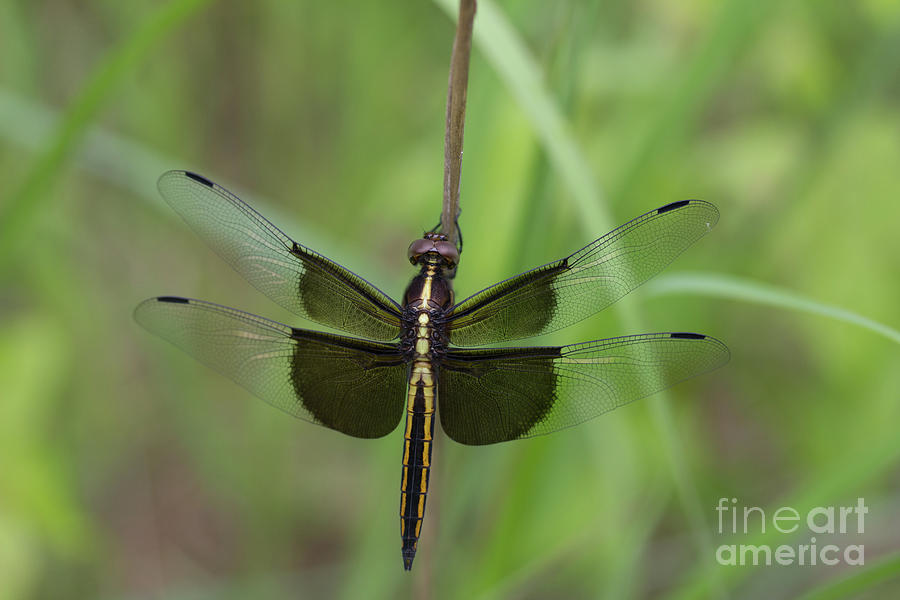 Dragonfly Photograph by Agnes Caruso