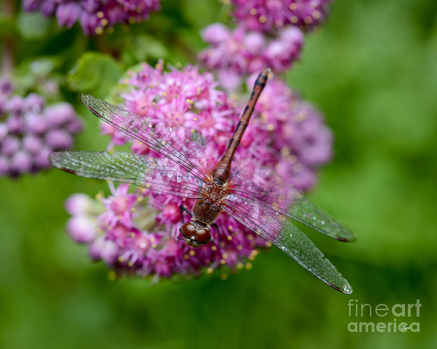Dragonfly Photograph by Alana Ranney