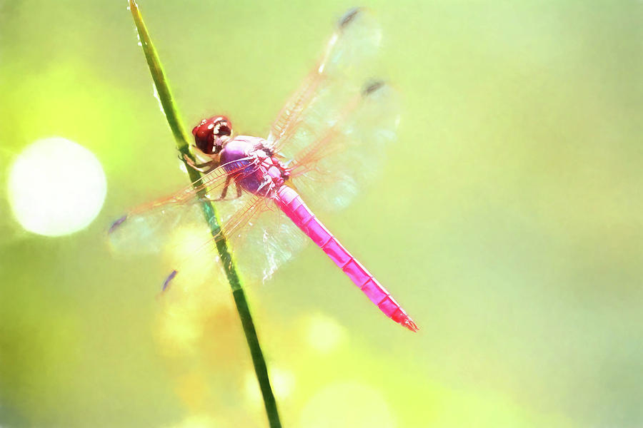 Dragonfly Photograph by Alison Belsan Horton