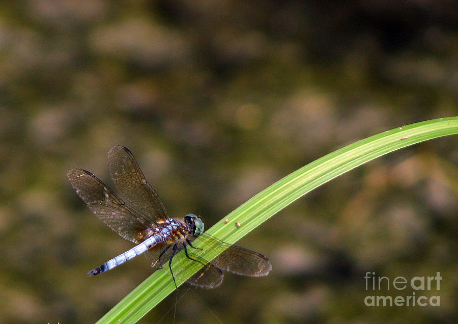 Insects Photograph - Dragonfly by Amanda Barcon