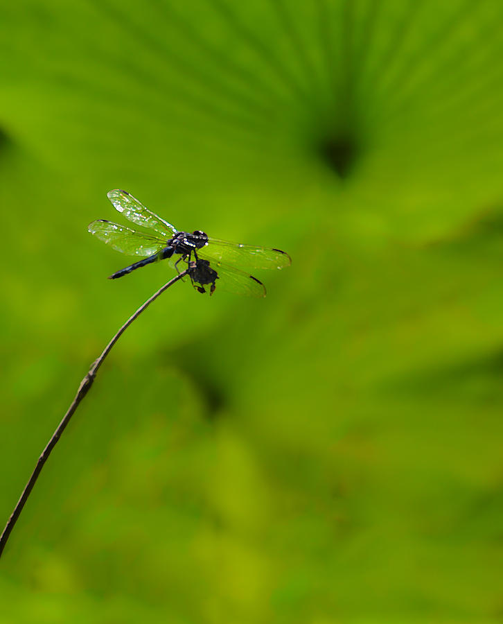 Dragonfly Among Lily Pads Photograph by Greg Jackson