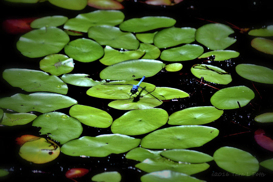 Dragonfly Among the Lily Pads Photograph by Tara Potts