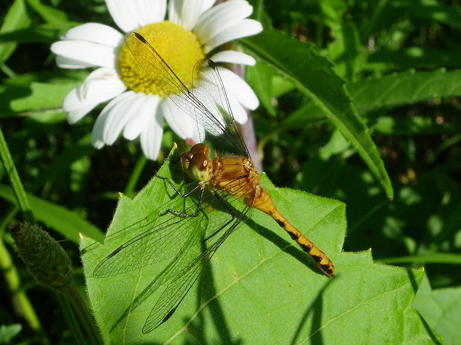 Dragonfly and Daisy Photograph by Peggy King