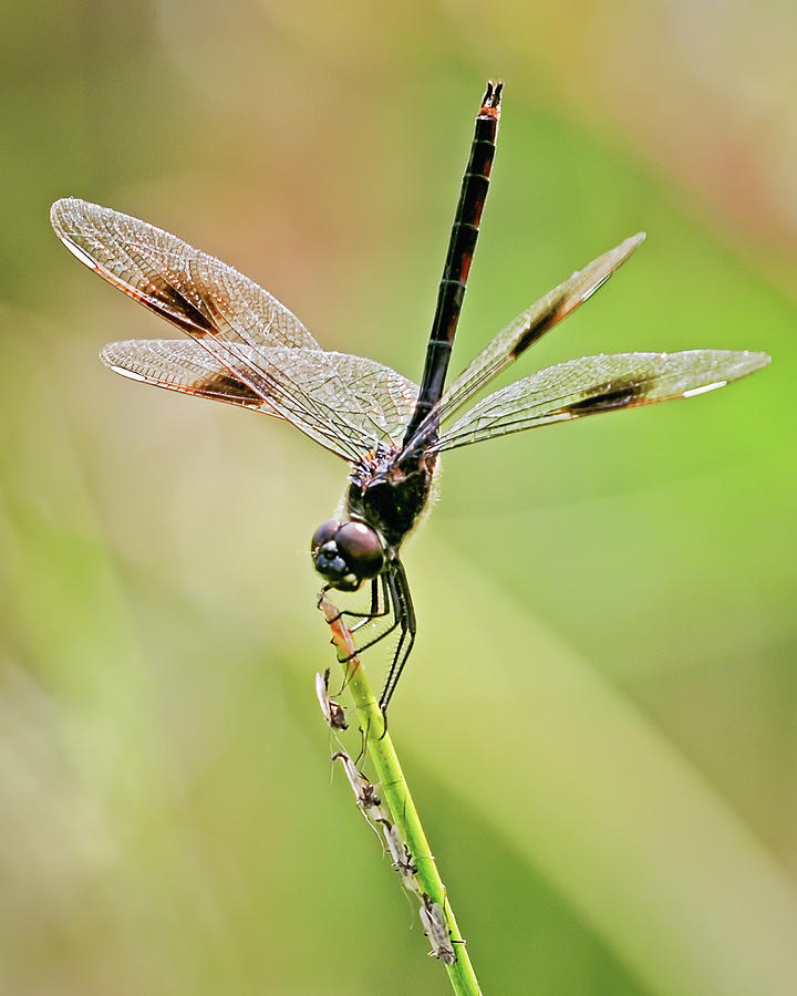 Dragonfly and Friends Photograph by Dawn Currie