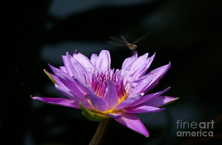 Dragonfly and Purple Lotus Waterlily Photograph by Jackie Irwin