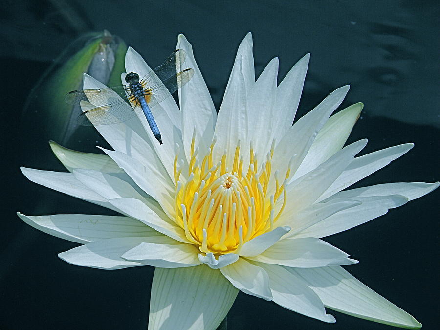 Dragonfly And Water Lily Photograph by Byron Varvarigos