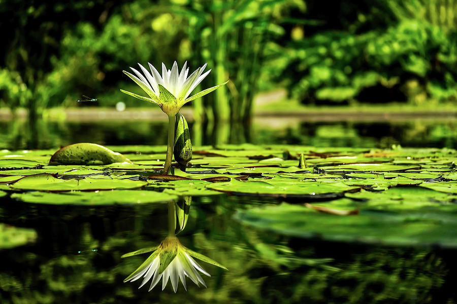 Dragonfly And Water Lily Photograph by Mountain Dreams