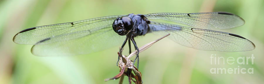 Dragonfly Photograph by Andrea Anderegg