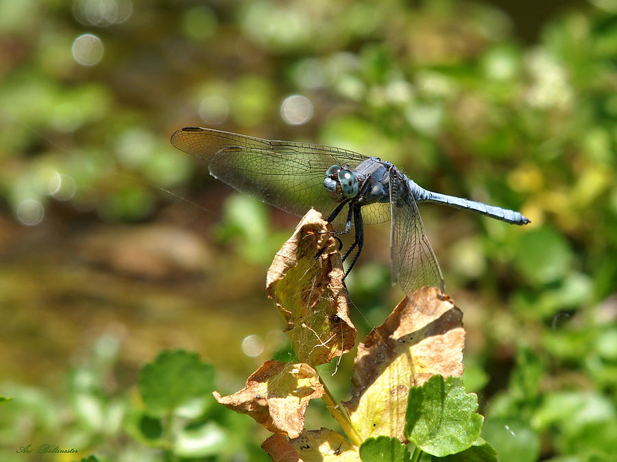 Dragonfly Photograph by Arik Baltinester