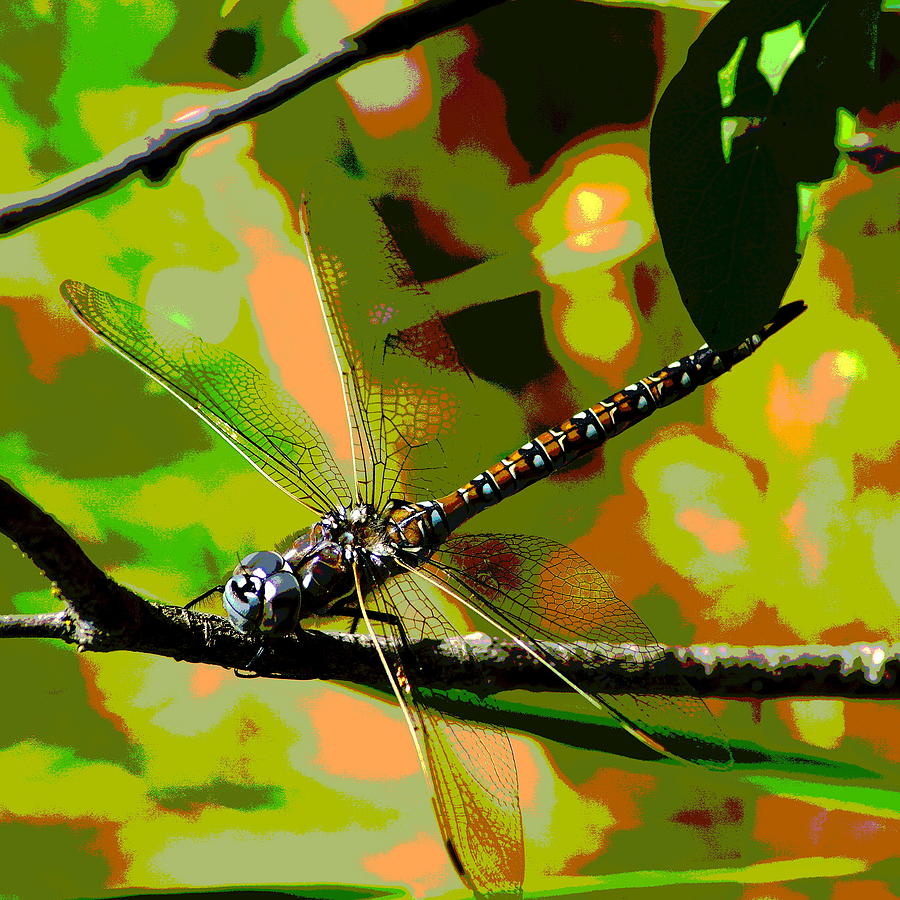 Dragonfly Art Photograph by Ben Upham III