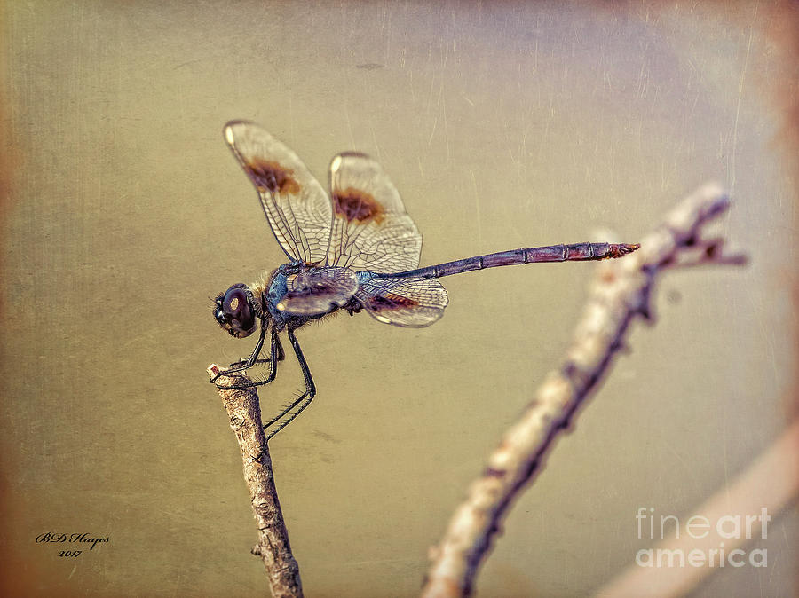Wildlife Digital Art - Dragonfly Art by DB Hayes