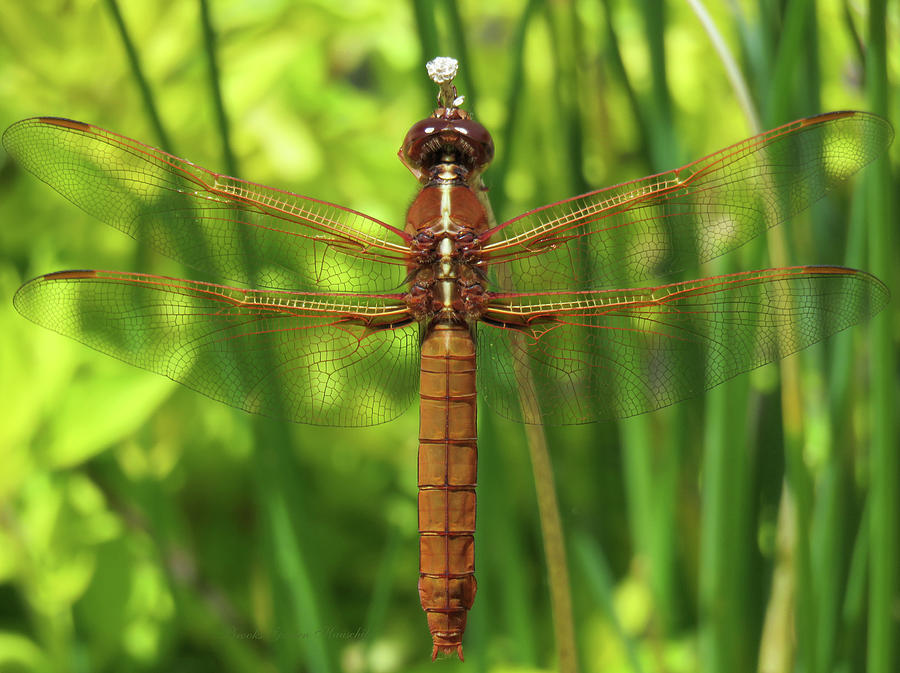 Dragonfly Art - Images from the Garden - Flying Insects - Wildlife Photography Photograph by Brooks Garten Hauschild