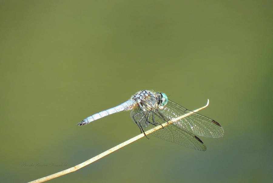 Dragonfly Art - Balancing Act - Flying Insect Photography - Nature Macro Photograph by Brooks Garten Hauschild
