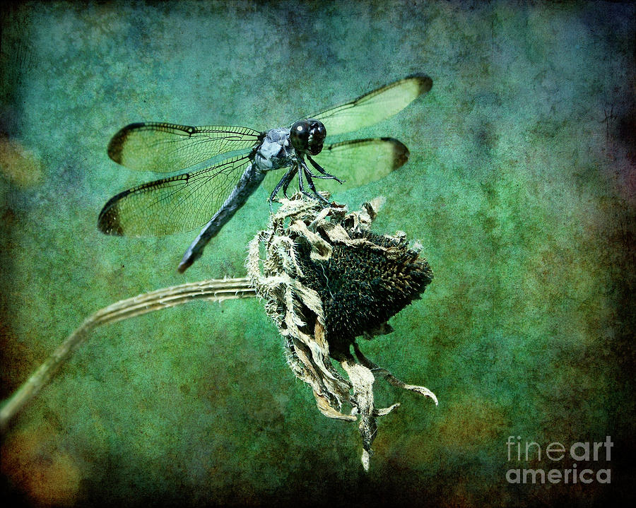 Dragonfly Art Photograph by Sari Sauls