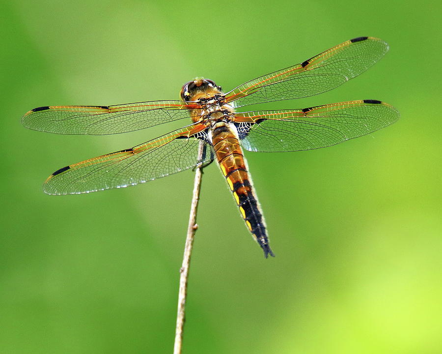 Four Spotted Skimmer Dragonfly Photograph by Arvin Miner