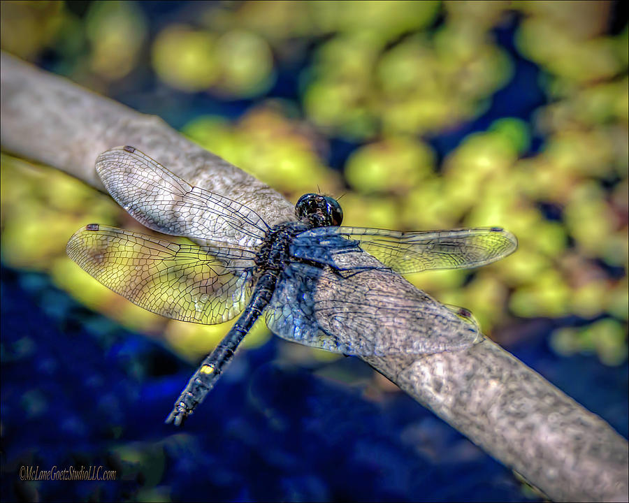 City Photograph - Dragonfly At Bear Creek by LeeAnn McLaneGoetz McLaneGoetzStudioLLCcom