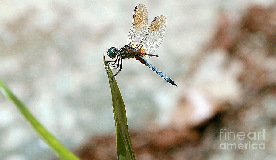 Nature_Dragonfly at Cypress Gardens Photograph by Randy Matthews