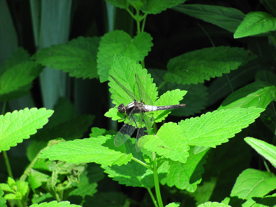Dragonfly at rest by Rockybranch Dreams Dragonfly at rest by Rockybranch Dreams