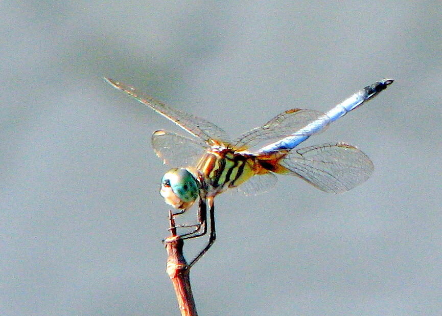 Dragonfly at rest Photograph by T Guy Spencer