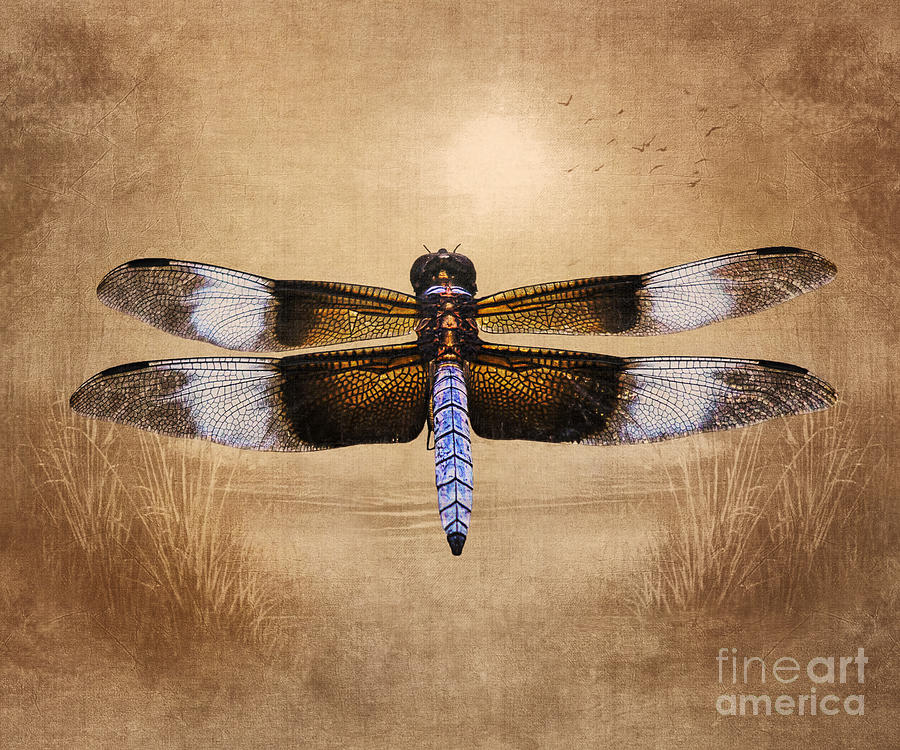 Dragonfly At The Beach Photograph