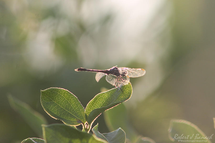 Dragonfly Basking in the Twilight Photograph by Robert Banach