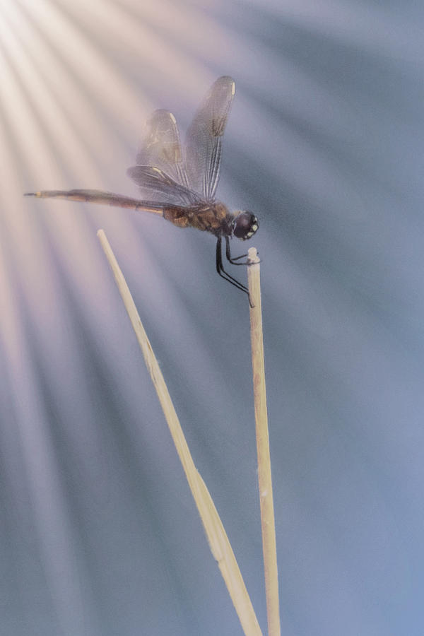 Dragonfly Bathed in the Light Photograph by Mitch Spence
