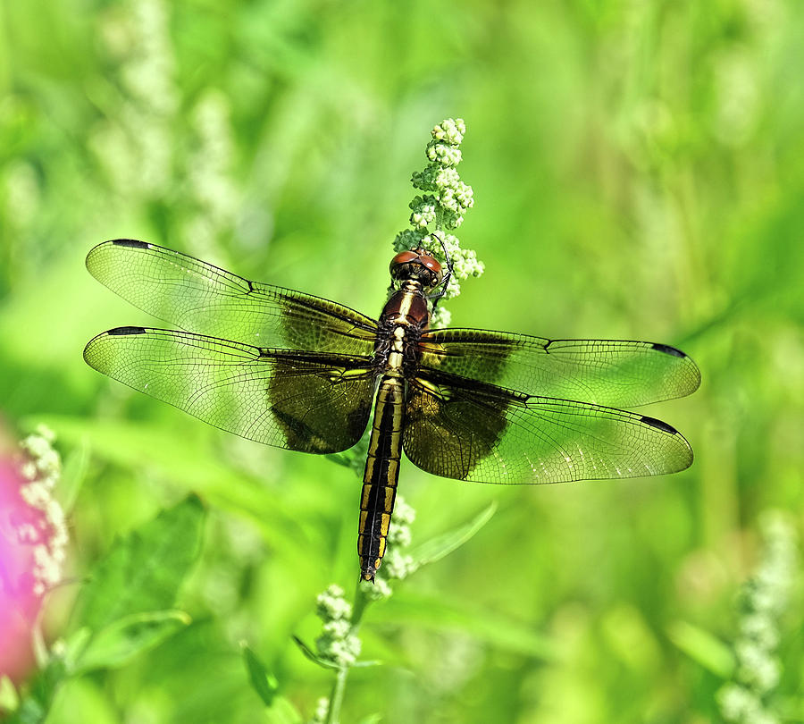 Dragonfly beauty Photograph by Ronda Ryan
