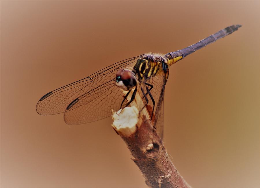 Dragonfly Beauty Photograph by Warren Thompson