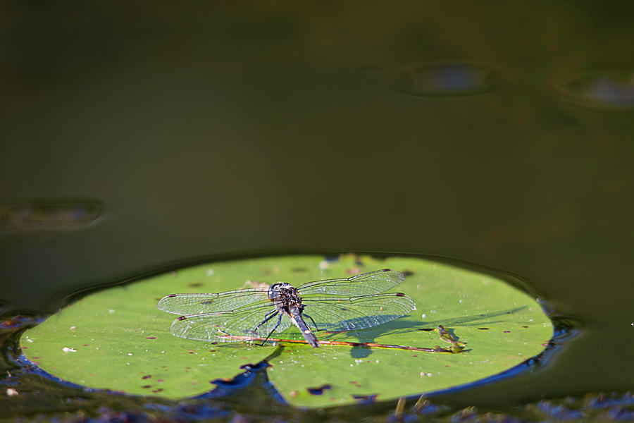 Dragonfly Photograph by Benjamin Dahl