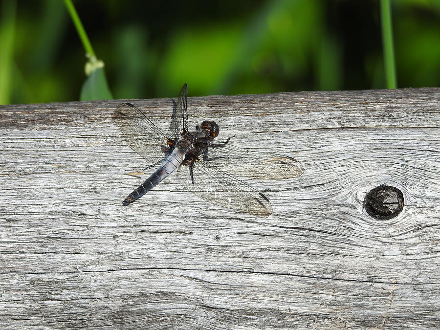Dragonfly Photograph by Betty-Anne McDonald