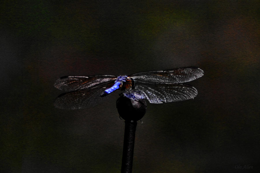 Dragonfly Blues Photograph by Ola Allen