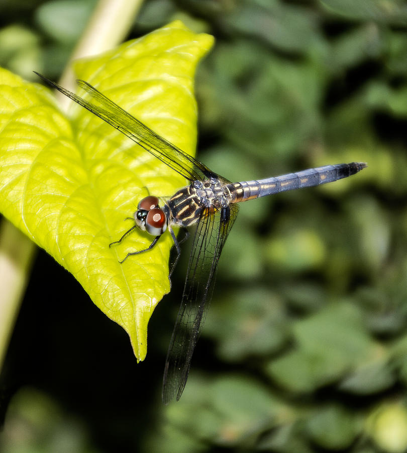 Dragonfly  Photograph by Bob Slitzan