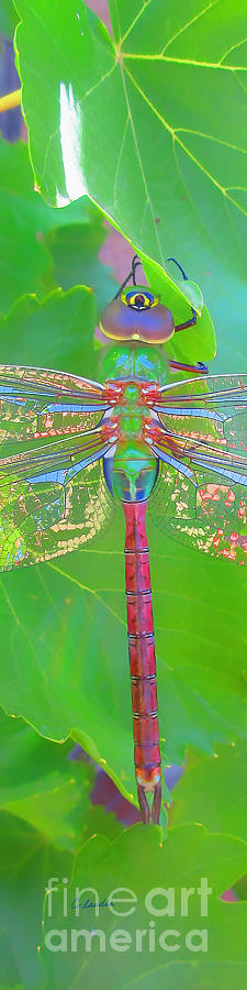 Dragonfly - Bookmark Photograph by Claudia Ellis