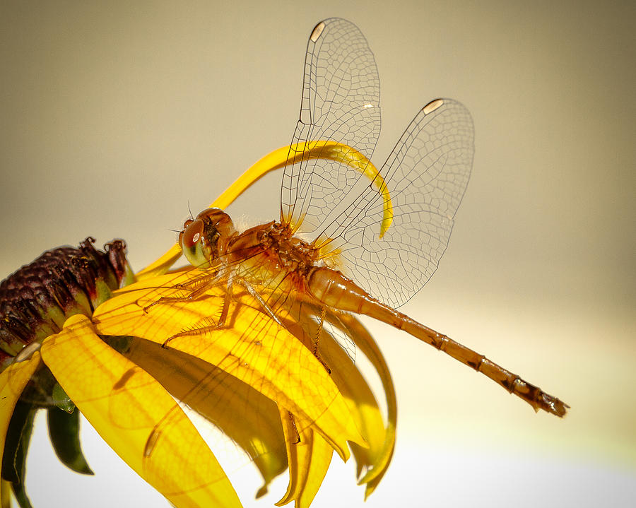 Dragonfly Photograph by Brian Caldwell