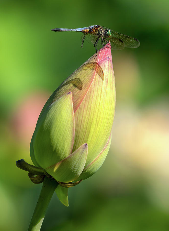 Dragonfly Bud Photograph by Art Cole