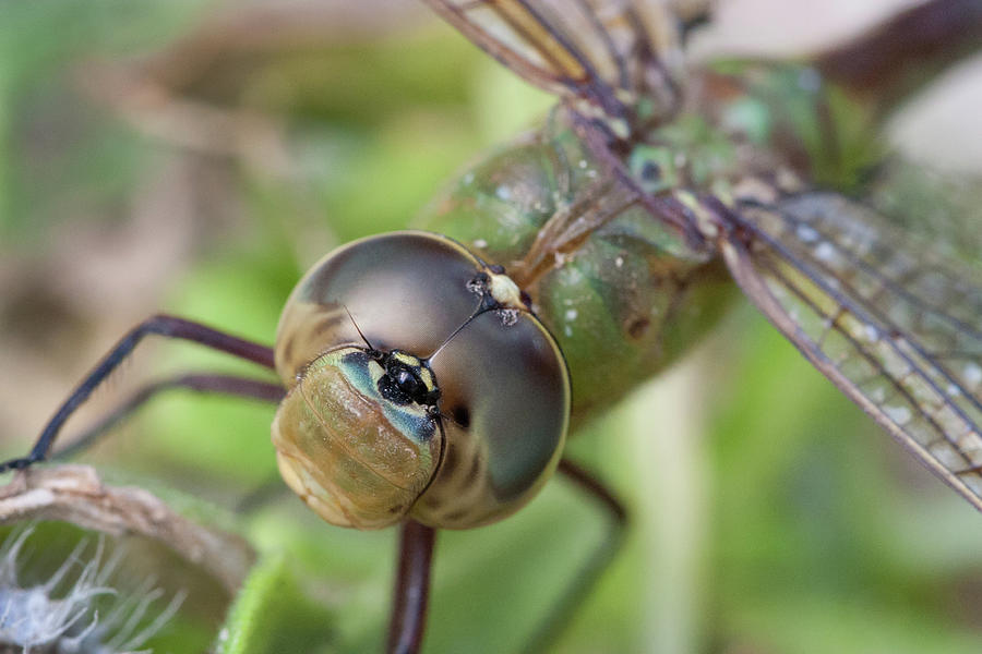 Dragonfly Bulls-eye Photograph