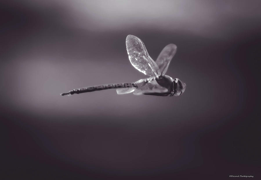 Dragonfly BW Photograph by Debra Forand